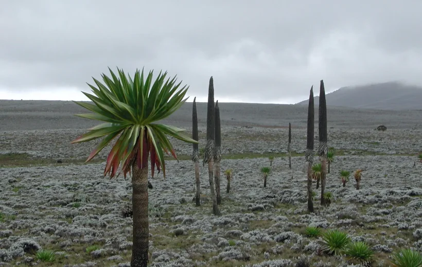 Trekking in the Bale Mountains